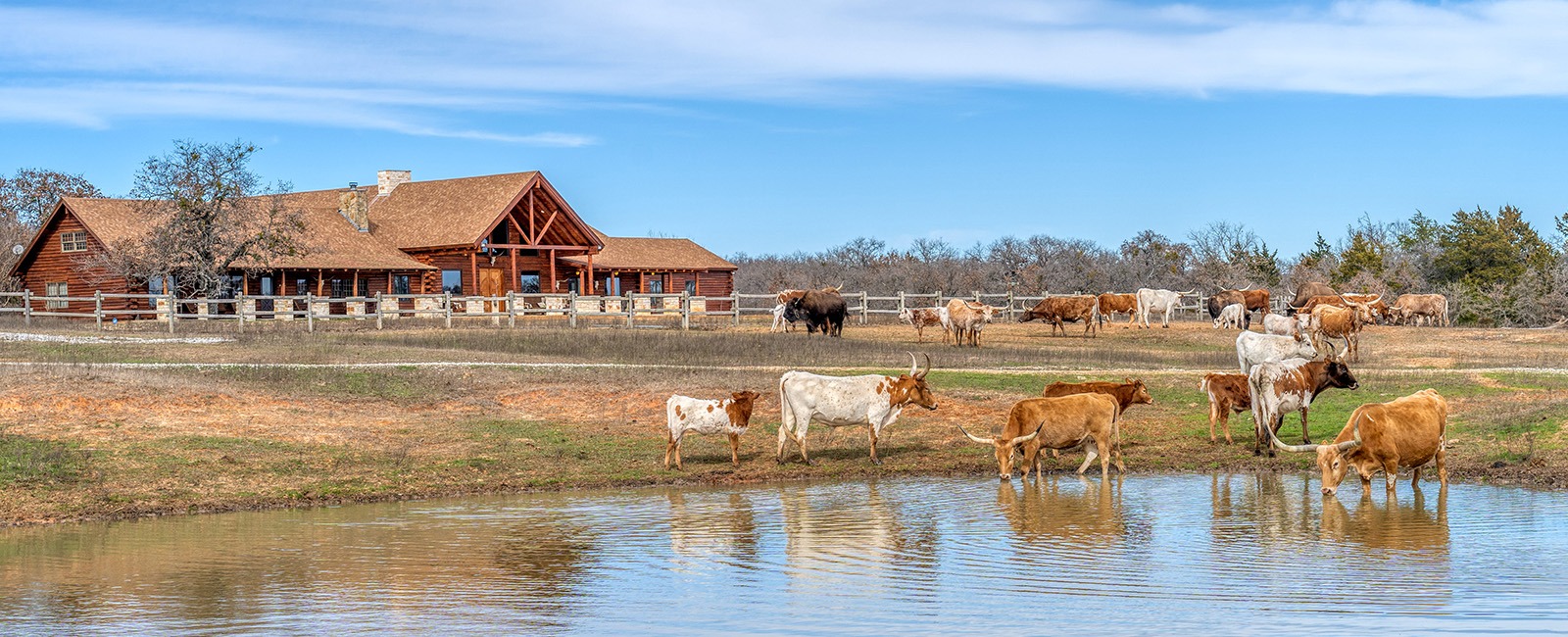 Cute Texas Cattle Diamond Painting 